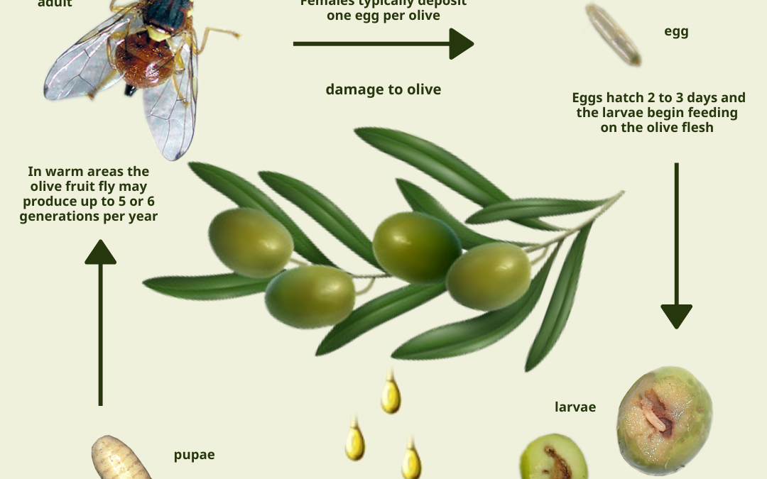 Δάκος της Ελιάς | Bactrocera oleae