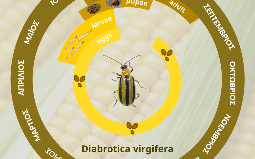 Διαβρώτικα | Diabrotica virgifera | Κύκλος ζωής