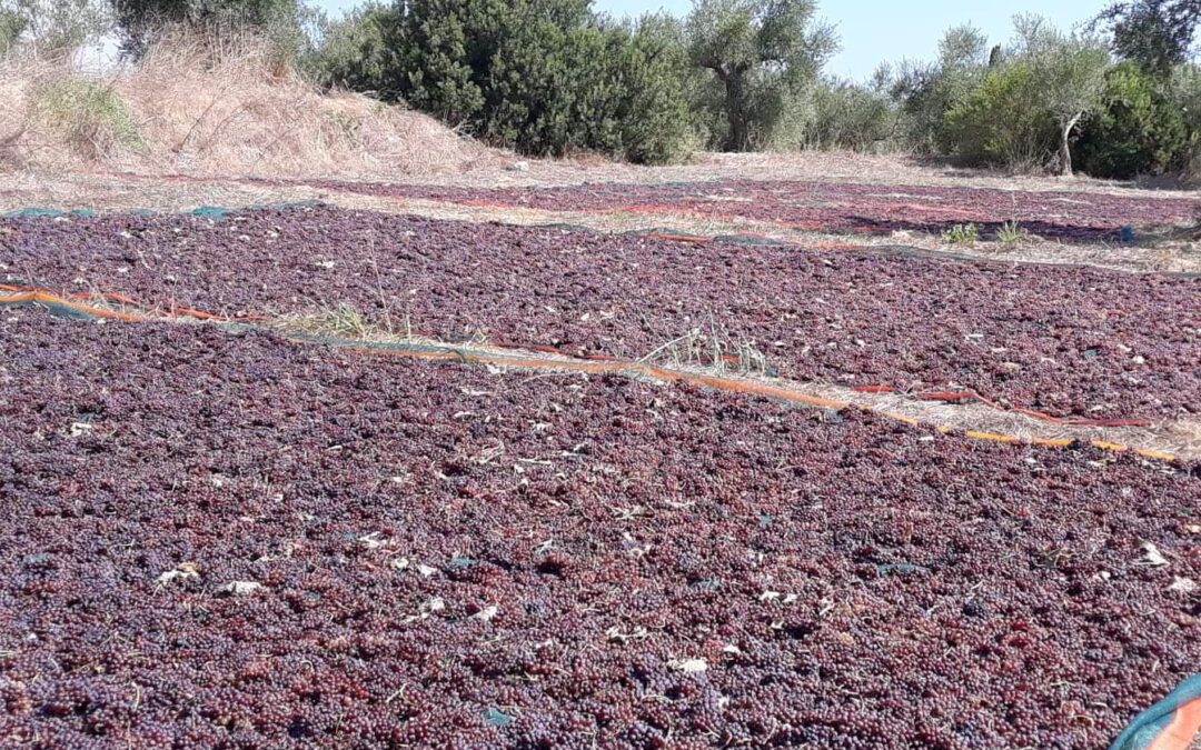 Η σταφίδα αποτελεί ιστορικά ένα εμβληματικό προϊόν για την ελληνική αγροτική παραγωγή, υψηλής διατροφικής αξίας και με διακρίσεις σε παγκόσμιο επίπεδο
