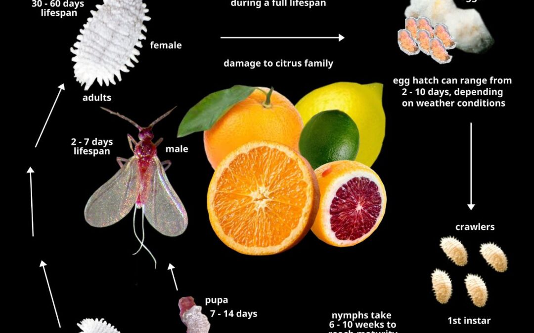 Ψευδόκοκκος | Planococcus citri