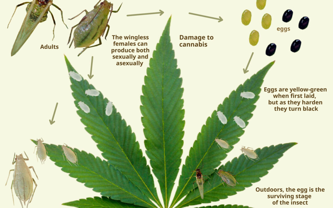 Η Αφίδα της Κάνναβης | Phorodon cannabis