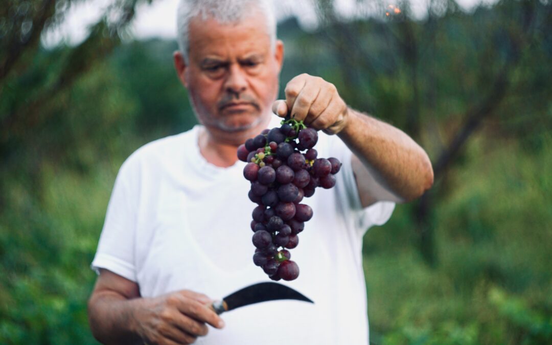 Ο τρύγος της Αμπέλου
