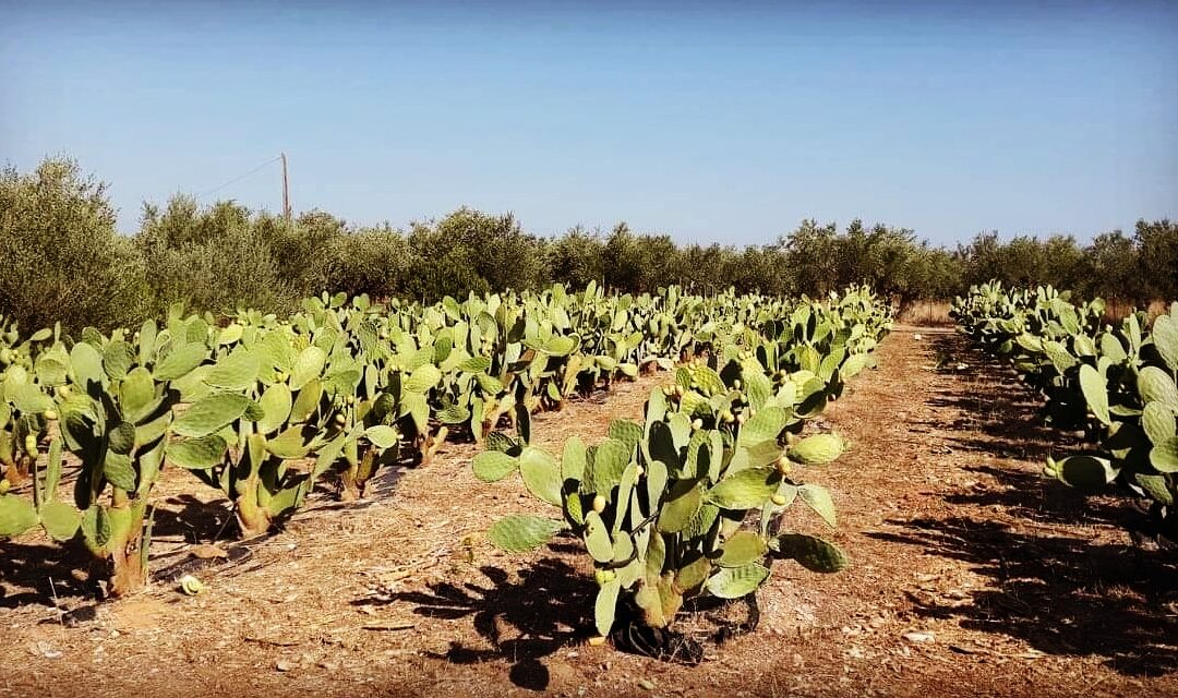 Η καλλιέργεια της Φραγκοσυκιάς