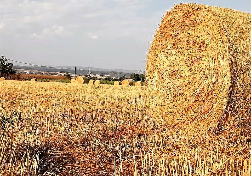Παραγωγή σανού