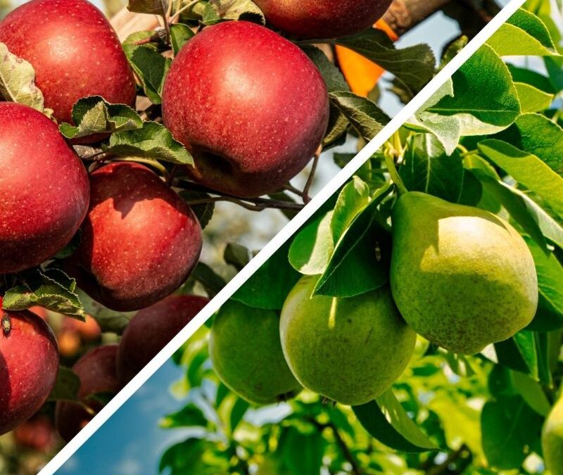 Εχθροί Μηλιάς – Αχλαδιάς | Γεωργική Προειδοποίηση Νομού Ηρακλείου