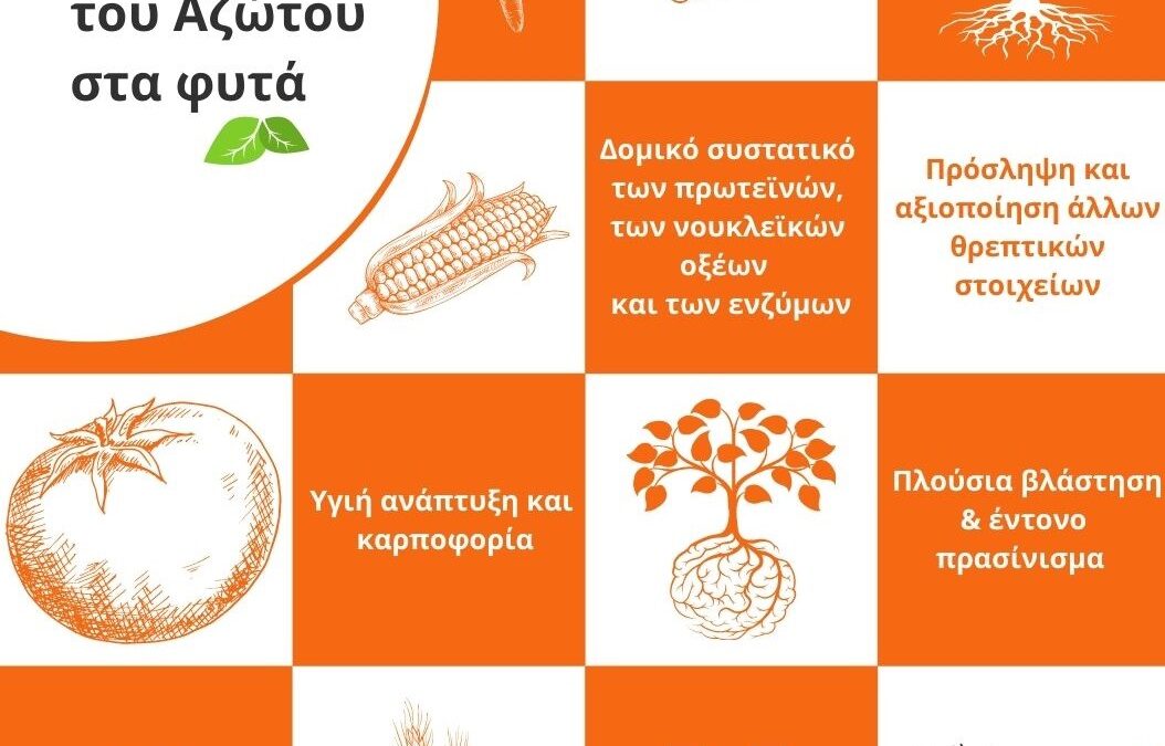 Ο ρόλος του Ν στα φυτά