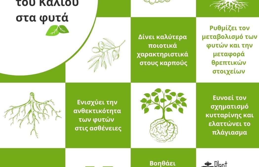 Ο ρόλος του καλίου στην ανάπτυξη των φυτών και στην αντοχή στις ασθένειες