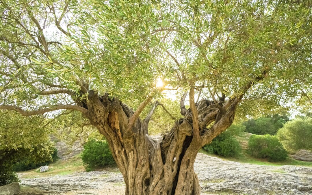 Η θρέψη της Ελιάς