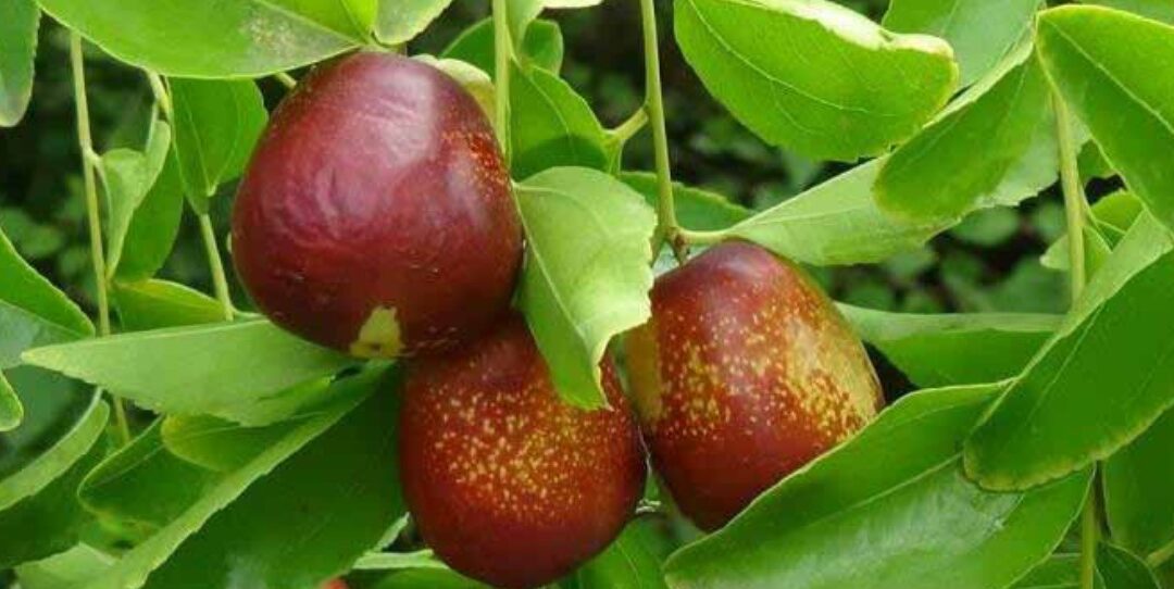 Η Τζιτζιφιά ή Ζίζιφος ( Ziziphus jujuba Mill.)