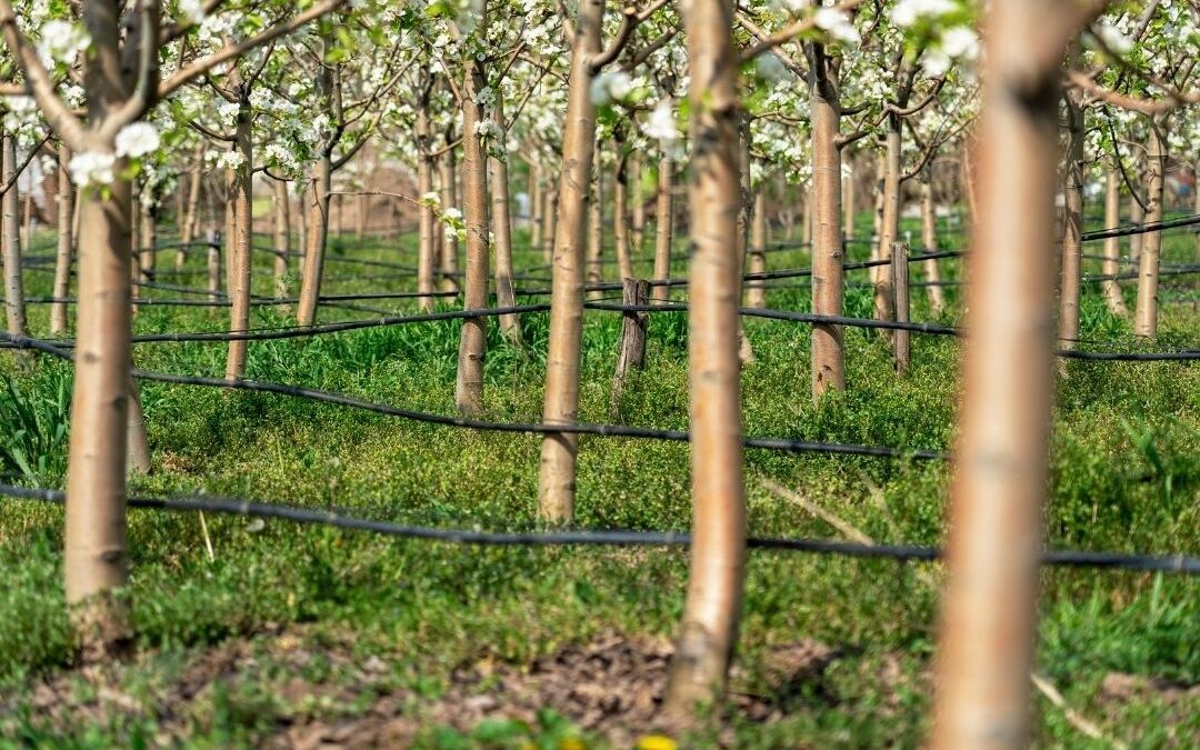 Καινοτόμα Πλατφόρμα Ελεύθερης Πρόσβασης Άρδευσης Ακριβείας για κάθε αγροτεμάχιο σε όλη την Κρήτη