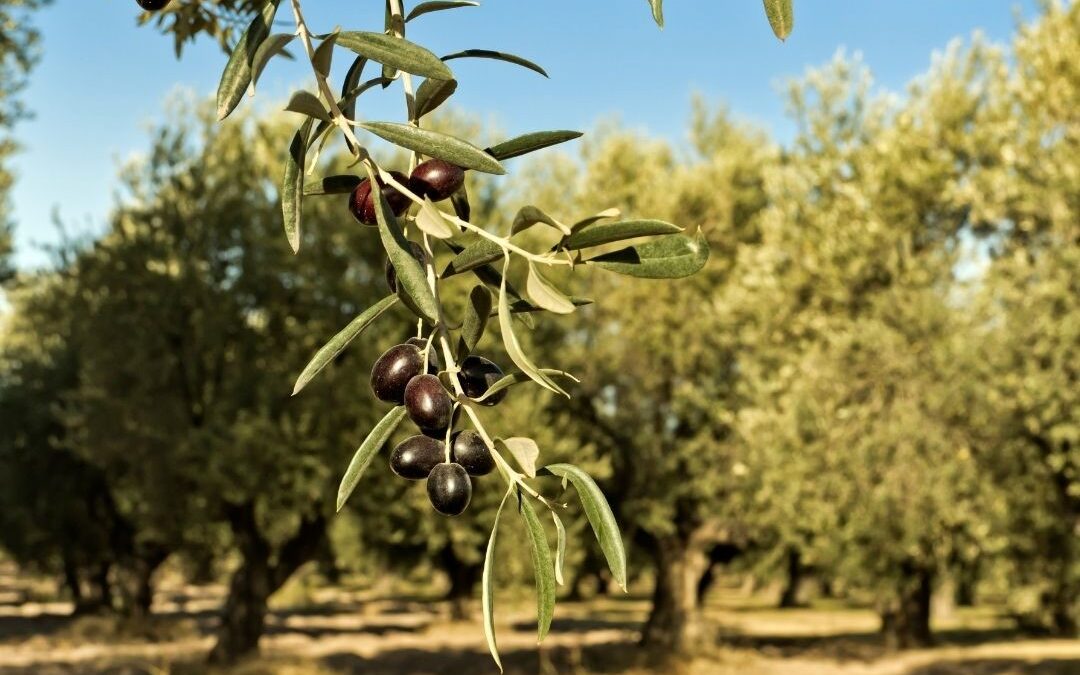 ΚΑΒΑΛΑ: Συστάσεις για την Ελιά