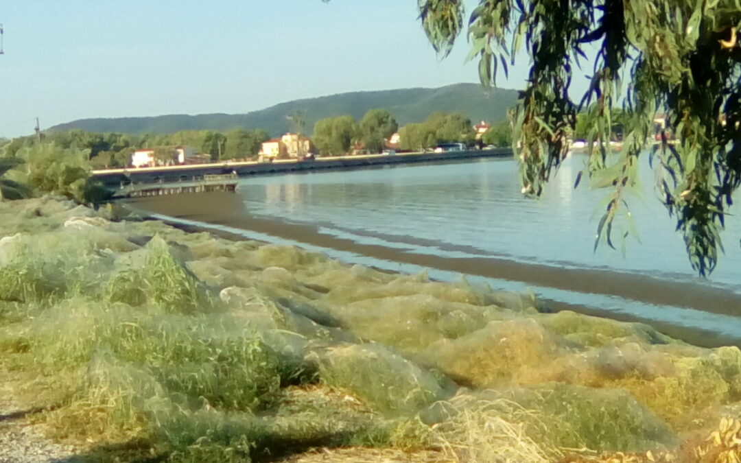 Αιτωλικό: Πέπλο από αράχνες σκέπασε τη λιμνοθάλασσα