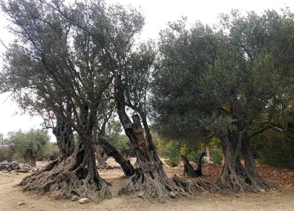 Νάξος: Η “Γεροντοελιά στ΄ Αδησαρού” αποκαλύπτει μυστικά υγείας