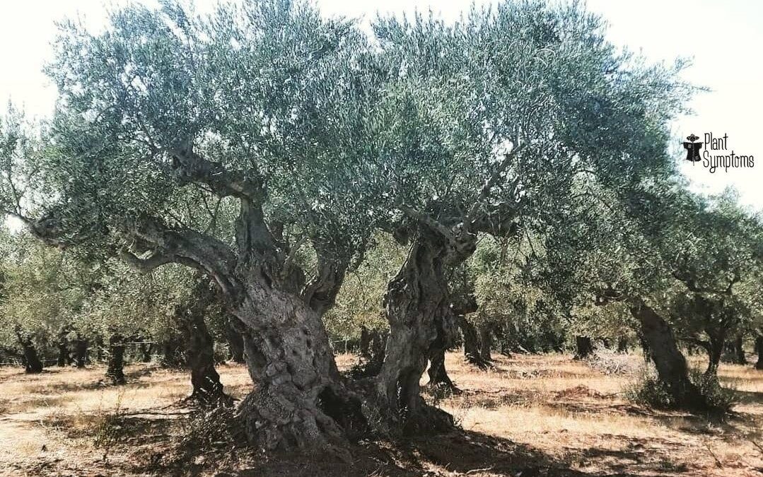 Υιοθεσίες ελαιόδεντρων στη Χαλκιδική με διαδικτυακές απευθείας περιηγήσεις