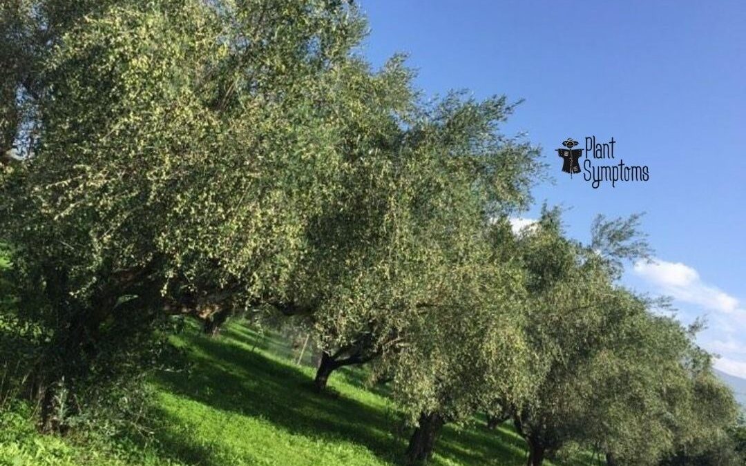 Συστάσεις για την Ελιά