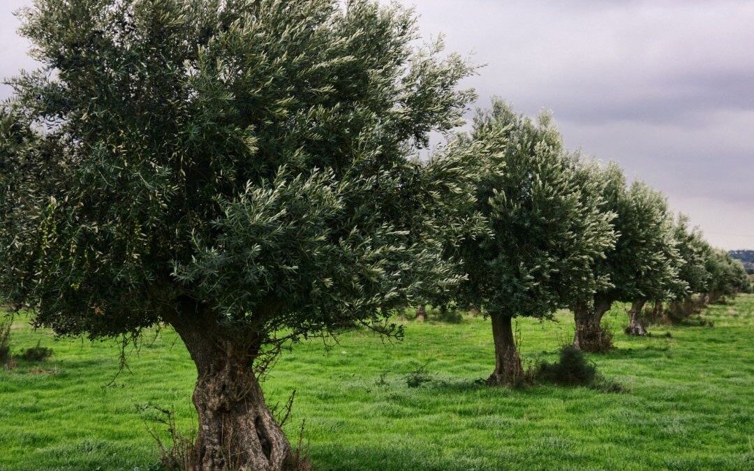 Υβριδική εκδήλωση B2B από το έργο LIVINGAGRO