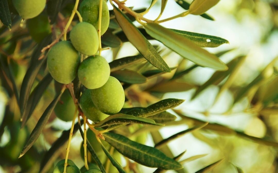 Έναρξη στην Π.Ε. Ηρακλείου της εφαρμογής των δολωματικών ψεκασμών του προγράμματος δακοκτονίας έτους 2022