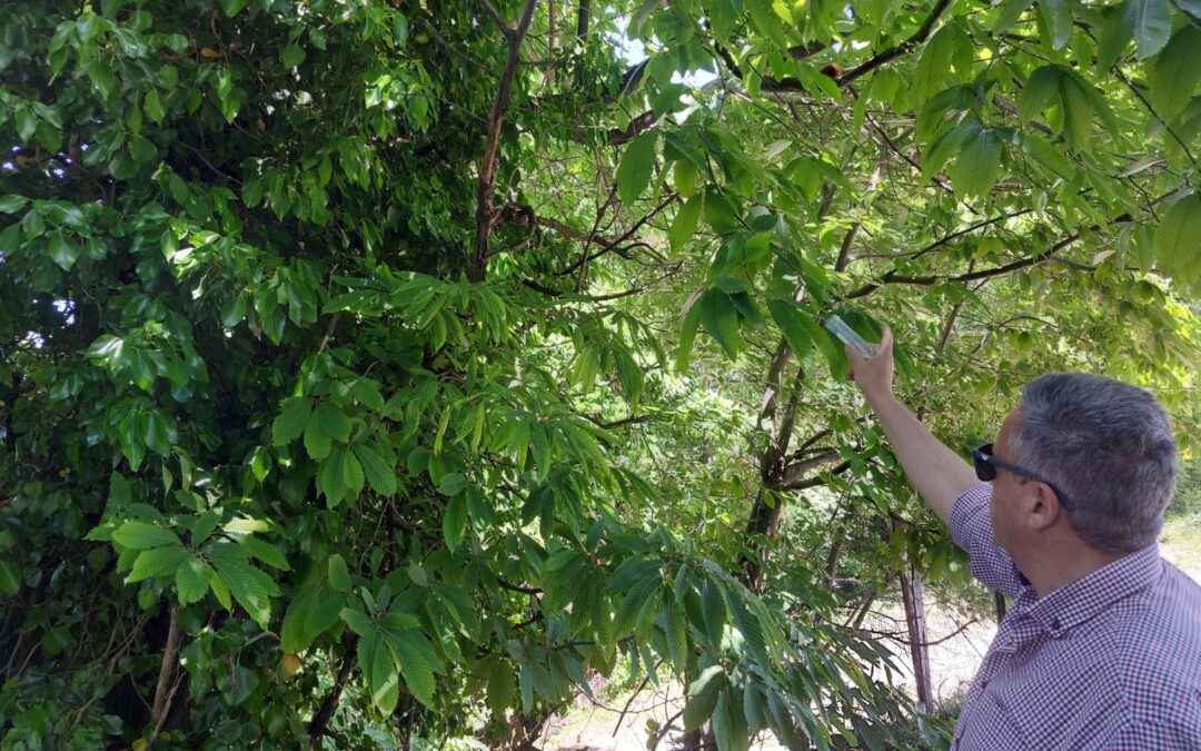 Προστασία της καστανοκαλλιέργειας από την Περιφέρεια Θεσσαλίας