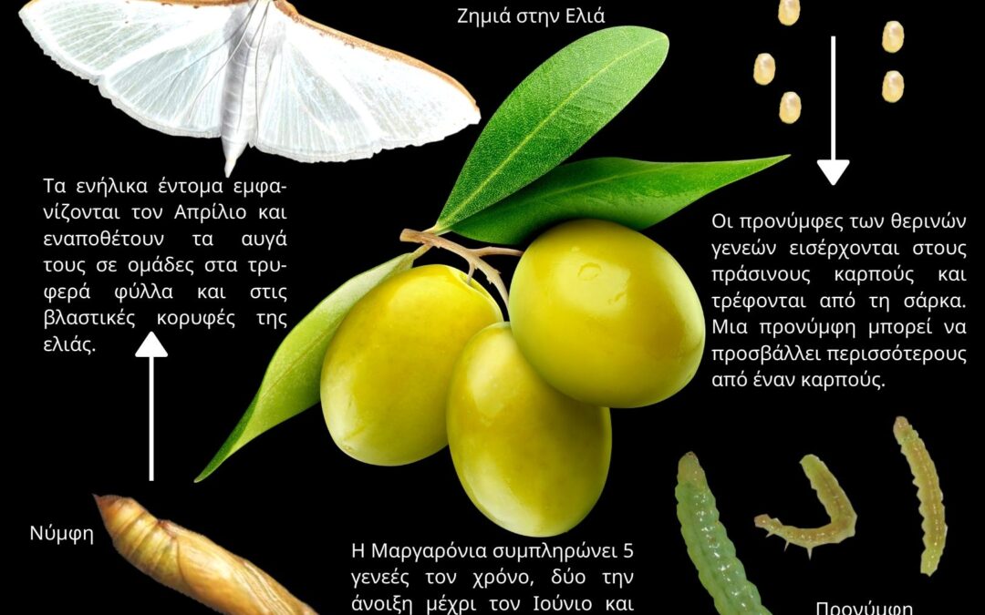Μαργαρόνια της Ελιάς | Palpita unionalis