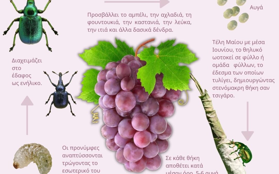 Τσιγαρολόγος ή Τσιγαράς | Byctiscus betulae