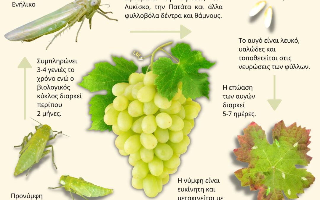 Τζιτζικάκι | Empoasca vitis Göethe