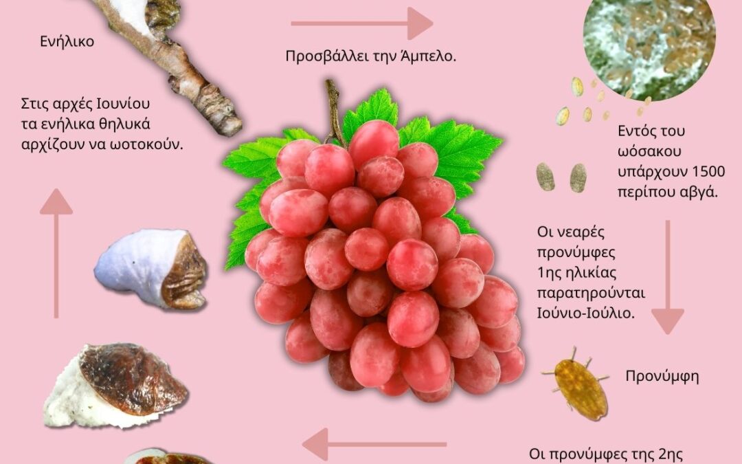 Pulvinaria vitis