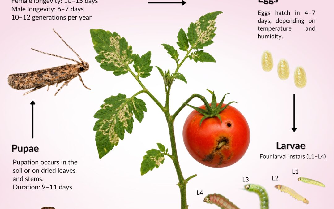 Tuta absoluta